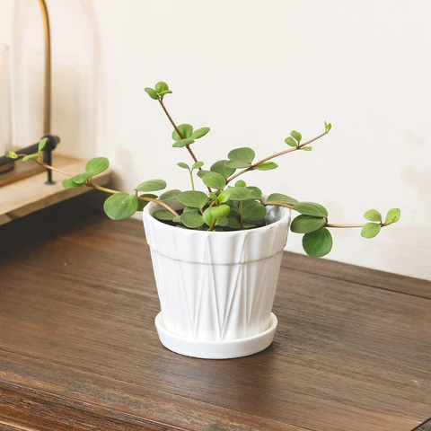 Peperomia Hope, Peperomia houseplant, How to Care for Peperomia Hope, Peperomia Hope Care Guide