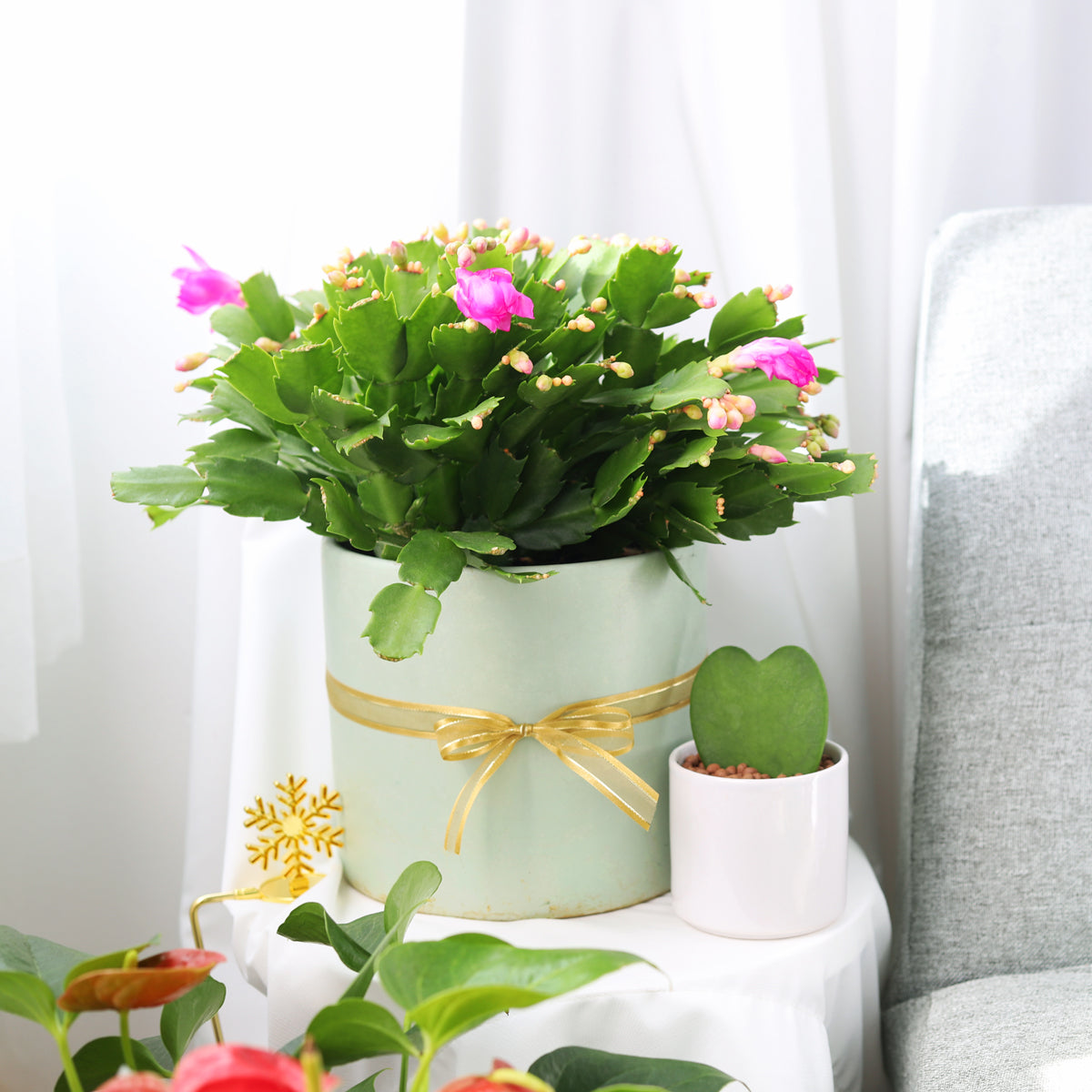 Random Color Christmas Cactus Thanksgiving Cactus - Succulents Box product image