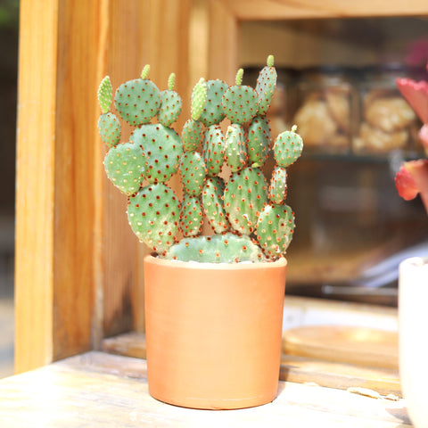 Cacti. Cactus. Succulents. Succulent for sale. Shop succulent online. Cactus online