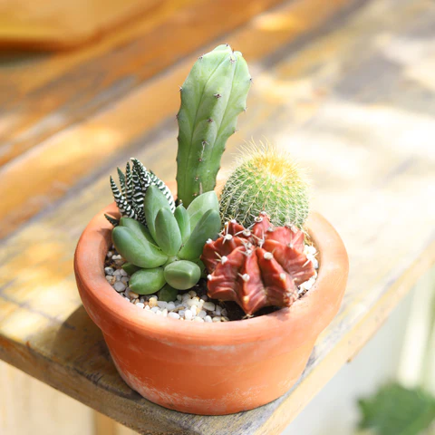 Succulents Box. Succulents. Succulent plant. Cactus. Cacti. Houseplant. Plants