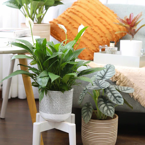 houseplants, indoor plants, Top 10 Low Maintenance Houseplants for Busy People