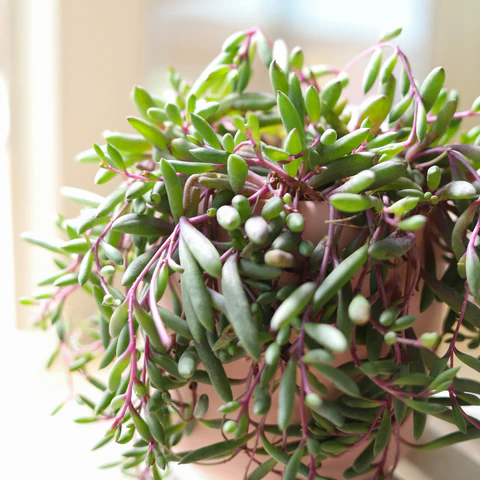 ruby necklace succulent, trailing succulent, string of rubies, succulents for beginners, easy care succulents, ruby necklace succulents care