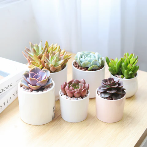 Succulents Box, succulents, succulent, cactus, cacti, succulent collection, houseplant. Succulent care tips in the fall. Fall care guide for succulents