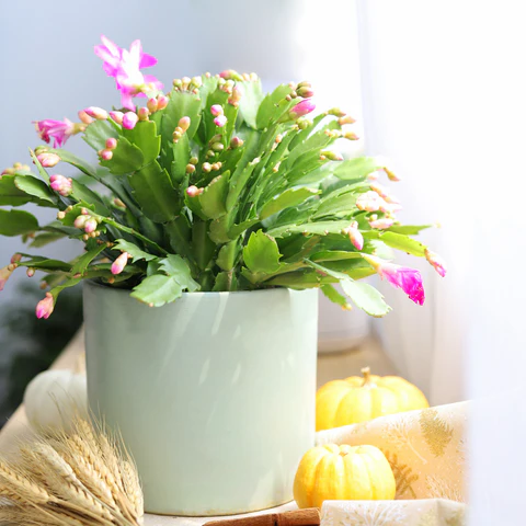 Christmas Cactus. Succulents Box. Succulents. Cactus. Cacti. Succulents for sale. Shop succulent online. Buy cactus online