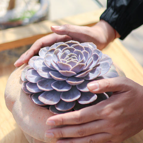 Succulents Box. Succulents. Succulent plant. Cactus. Cacti. Houseplant. Plants