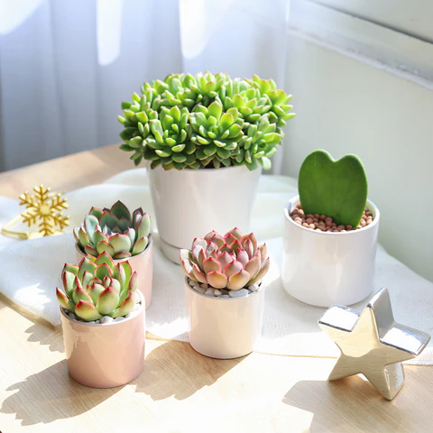 succulents. cacti. succulent collection, top plants for valentine's day, succulents as gift