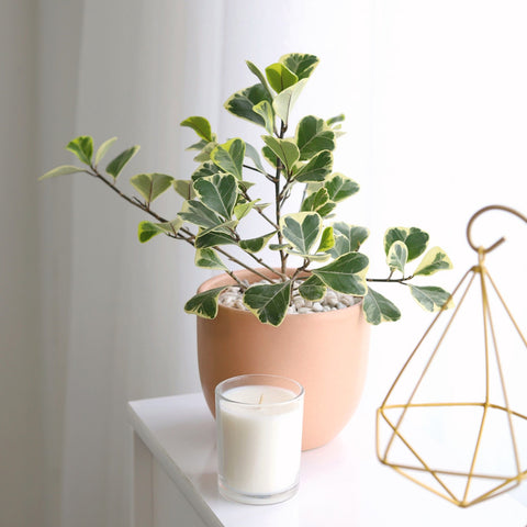 Variegated Ficus Triangularis, Ficus Plant, Variegated Plant, Houseplant as Valentine's Gift, Top 10 Heart-shaped Leaves Houseplant for Valentine's Day