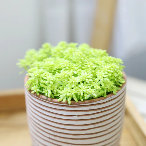 Sedum Golden Moss