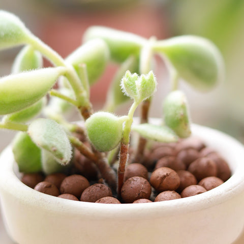 How to care for Cotyledon Bear's Paw. Bear Paw plant. Cotyledon Tomentosa. Bear Paw succulent. Succulent plant. Houseplant