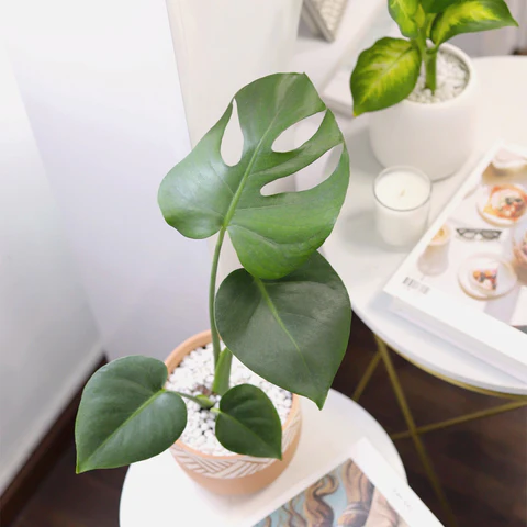 Monstera deliciosa Swiss Cheese, How to Grow and Care for Monstera deliciosa Swiss Cheese, Monstera deliciosa Swiss Cheese Care Guide