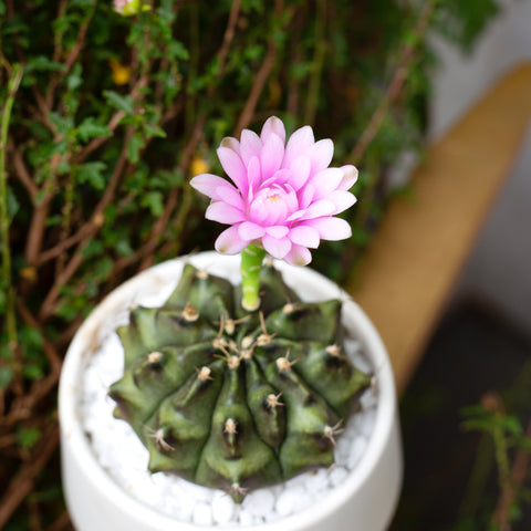 cactus flower. Cactus blooming. Cacti. Cactus succulent