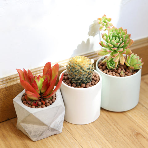 cactus, cacti, succulents, indoor plants, Top 10 Low Maintenance Houseplants for Busy People, houseplants