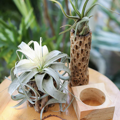 Types of Air Plants, Tillandsia Airplants for sale, How to care for Airplants, succulent types, succulent care, succulent soil, succulent for sale, succulent plant, plant delivery, succulent studios, succulent delivery, bloomscapes, succulent seeds