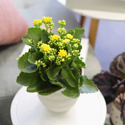 Kalanchoe Blossfeldiana Calandiva Plant. Succulent plant for sale. Buy succulent online. Houseplant. Plants. Cactus. Cacti. Succulents