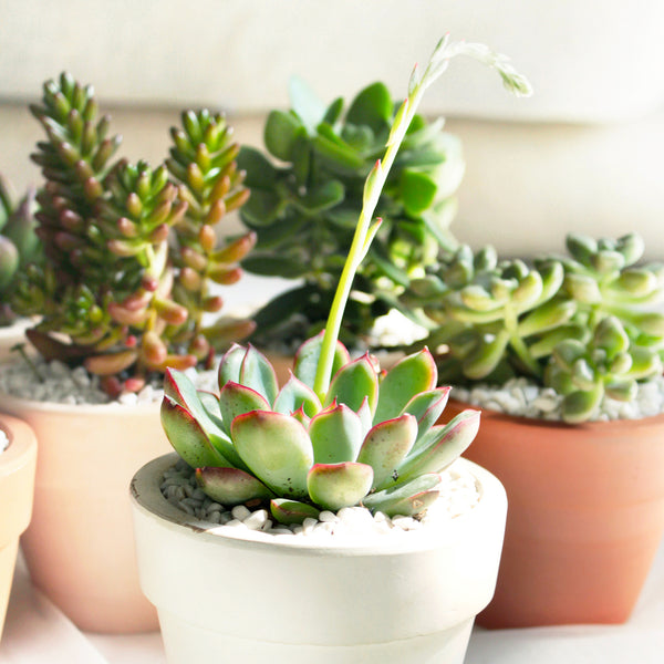 Why Everyone Should have a Succulent in Their Office - Succulents Box