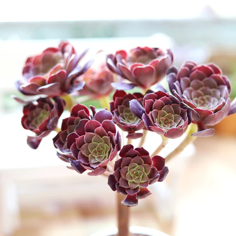 Black rose succulents. Aeonium Arboreum ‘Zwartkop'