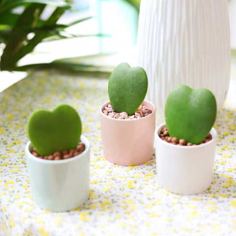 succulents. cacti. succulent collection, top plants for valentine's day, succulents as gift