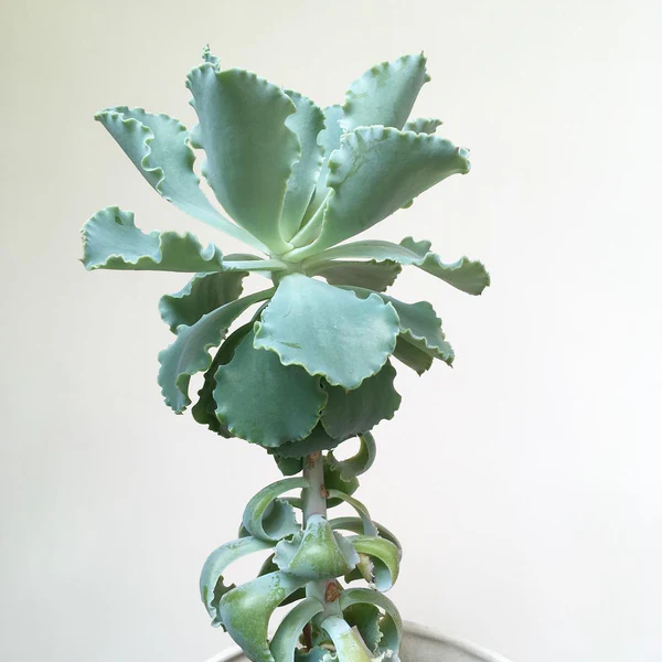 Succulents Growing Tall and How to Fix It, Common Problems for Succulents, Etiolated Succulents, Succulent Stretching, Succulent Growing Tall, Etiolated succulent fix, Is succulent etiolation bad, How to fix leggy succulents