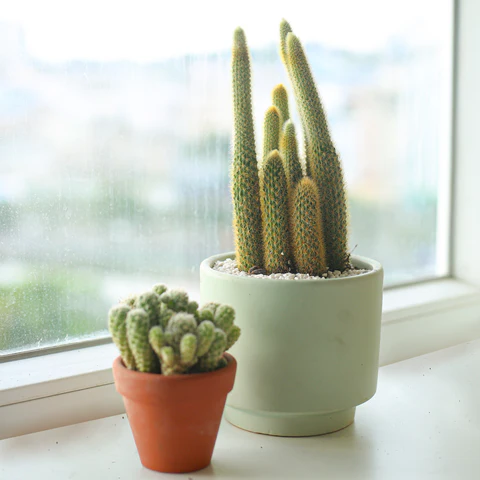 Cacti. Cactus. Cactus plant. Cactus Succulent. Succulents. Houseplant. Plants. Succulent online. Succulent for sale. Plant for sale. Cactus for sale