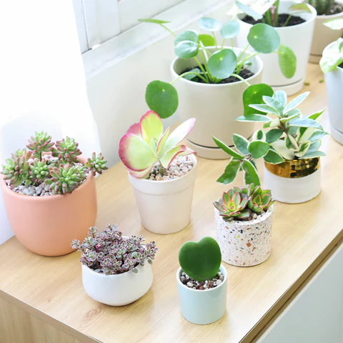 succulents, indoor plants, houseplants, indoor plants on a window sill