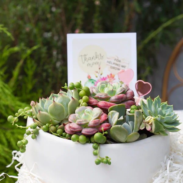 A Succulent Gift That Is Memorable