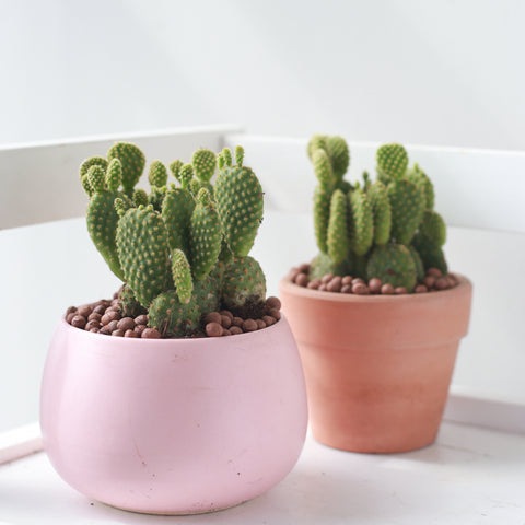 Cacti. Cactus. Succulents. Succulent for sale. Shop succulent online. Cactus online