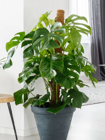 monstera deliciosa on totem pole, how to grow and care for monstera deliciosa, monstera deliciosa swiss cheese care guide, monstera deliciosa swiss cheese