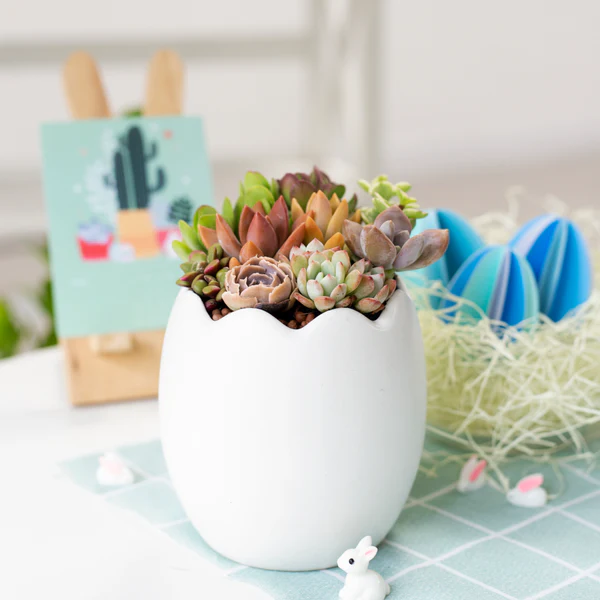 Benefits of Growing Succulents, A Succulent Gift that Grows