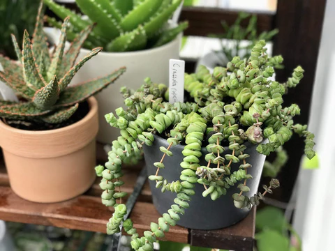 Crassula Baby Necklace Succulent for sale, Crassula Baby Necklace Succulent Care Instruction, succulent types, succulent care, succulent soil, succulent for sale, succulent plant, plant delivery, succulent studios, succulent delivery, bloomscapes, succulent seeds