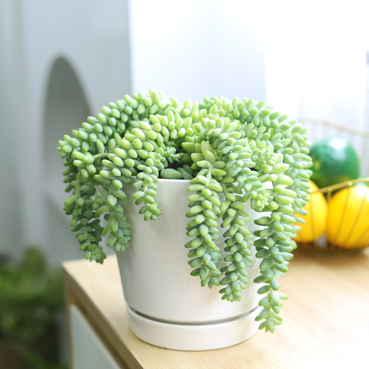 Sedum Donkey's Tail Succulent - Succulents Box product image