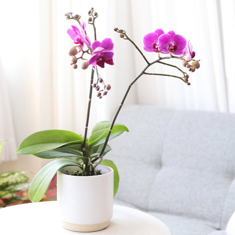 purple orchid, Purple Phalaenopsis Orchid, orchid plant, orchid flowers