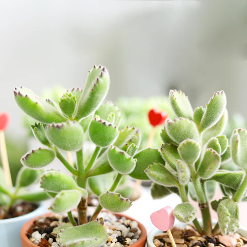 How to care for Cotyledon Bear's Paw. Bear Paw plant. Cotyledon Tomentosa. Bear Paw succulent. Succulent plant. Houseplant