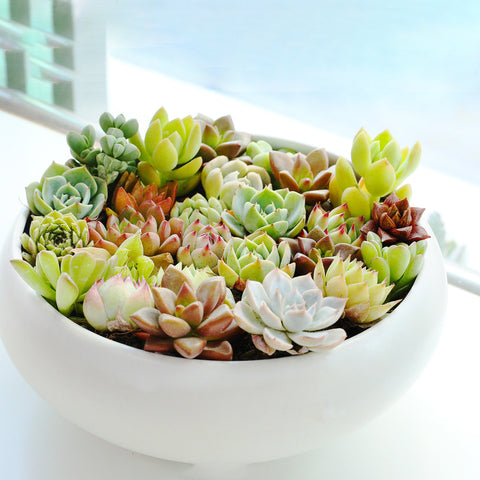 How to care for Crassula Ivory Towers - Succulents Box