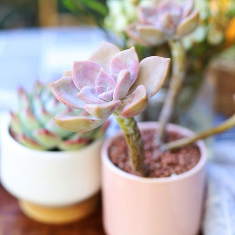 Succulents Box, succulents, succulent, cactus, cacti, succulent collection, houseplant. Succulent care tips in the fall. Fall care guide for succulents