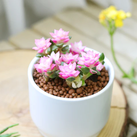 Succulents. Succulent plants for sale. Pink succulent. Cacti. Cactus. Succulent for Valentine gift ideas. Buy succulent online