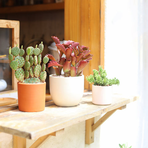 Repot a cactus. How to repot your cacti