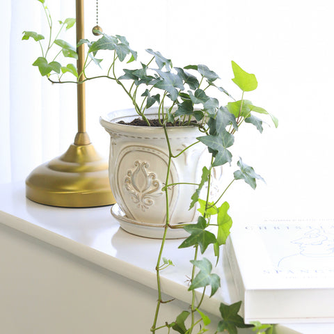 Ivy Plant, Houseplant as Valentine's Gift, Top 10 Houseplants for Valentine's Day, Heart-shaped Leaves Houseplant