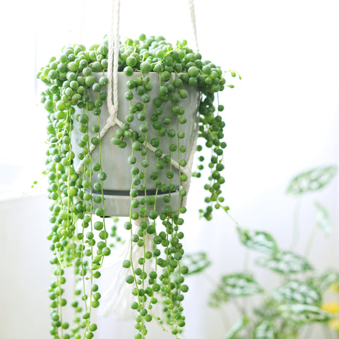 String of Pearls Succulents. String of Pearls. Strings Succulent. Trailing succulent. Hanging succulent