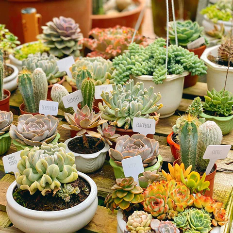 Succulents Box. Succulents. Succulent plant. Cactus. Cacti. Houseplant. Plants