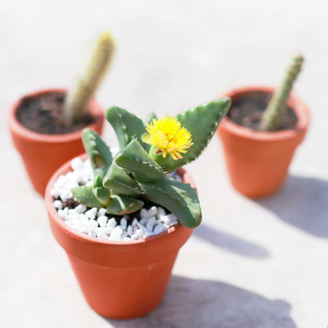 Tiger's Jaw Crassula. Crassula succulent. Tiger Jaw. Succulents for sale. Succulents Box