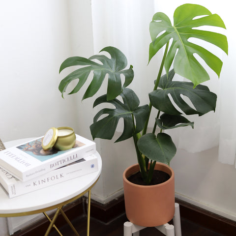 How to Grow and Care for Monstera Deliciosa, Monstera Deliciosa Swiss Cheese Care Guide, Monstera Deliciosa Swiss Cheese