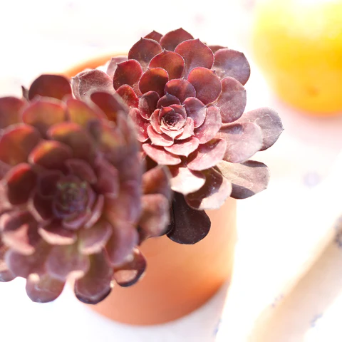 black rose succulents. Aeonium Arboreum ‘Zwartkop'