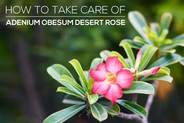 HOW TO GROW AND CARE FOR ADENIUM OBESUM DESERT ROSE PLANT