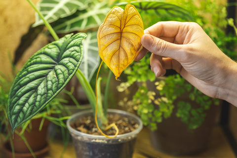 Alocasia yellow leaves, yellow leaves on Alocasia plants, Alocasia plants care guide, Alocasia plants, how to grow and care for Alocasia