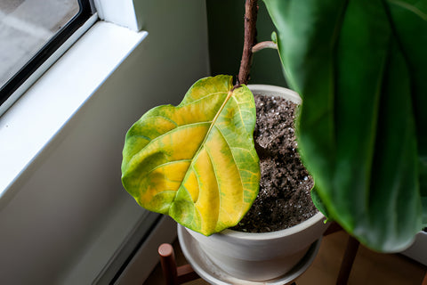 Why do my houseplant leaves turn yellow?, yellow leaves on houseplant, ficus lyrata yellow leaves, houseplant disease