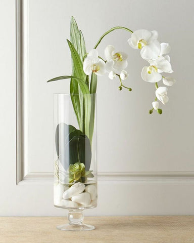 white orchid plant, grow orchid in water, hydroponic orchid plant, white orchid in water vase, Should You Grow Orchid Plant in Water?