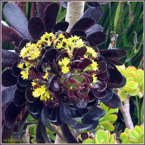 Aeonium Black Rose Succulent.