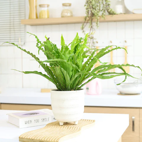 Bird's Nest Fern, fern plant, Top 10 Low Maintenance Houseplants for Busy People