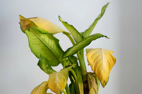 yellow leaves on houseplant, why do my houseplant leaves turn yellow, houseplant disease, dieffenbachia tropic snow yellow leaves