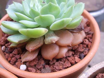 How Not To Overwater Or Underwater Your Succulents Complete Guide